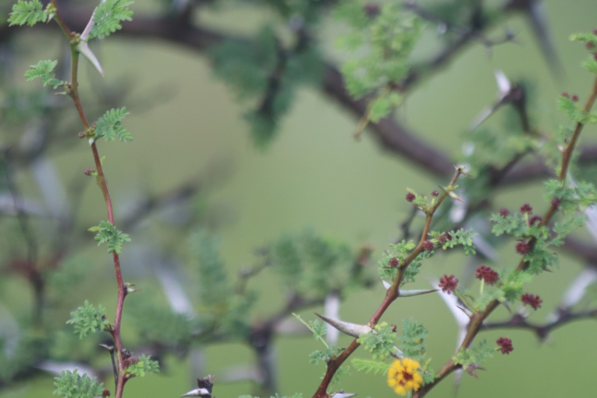 Vachellia eburnea (L.f.) P.J.H.Hurter & Mabb.