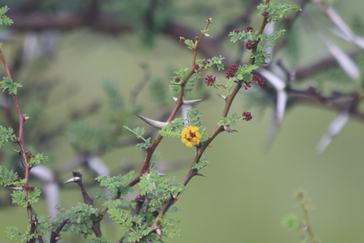 Vachellia eburnea (L.f.) P.J.H.Hurter & Mabb.