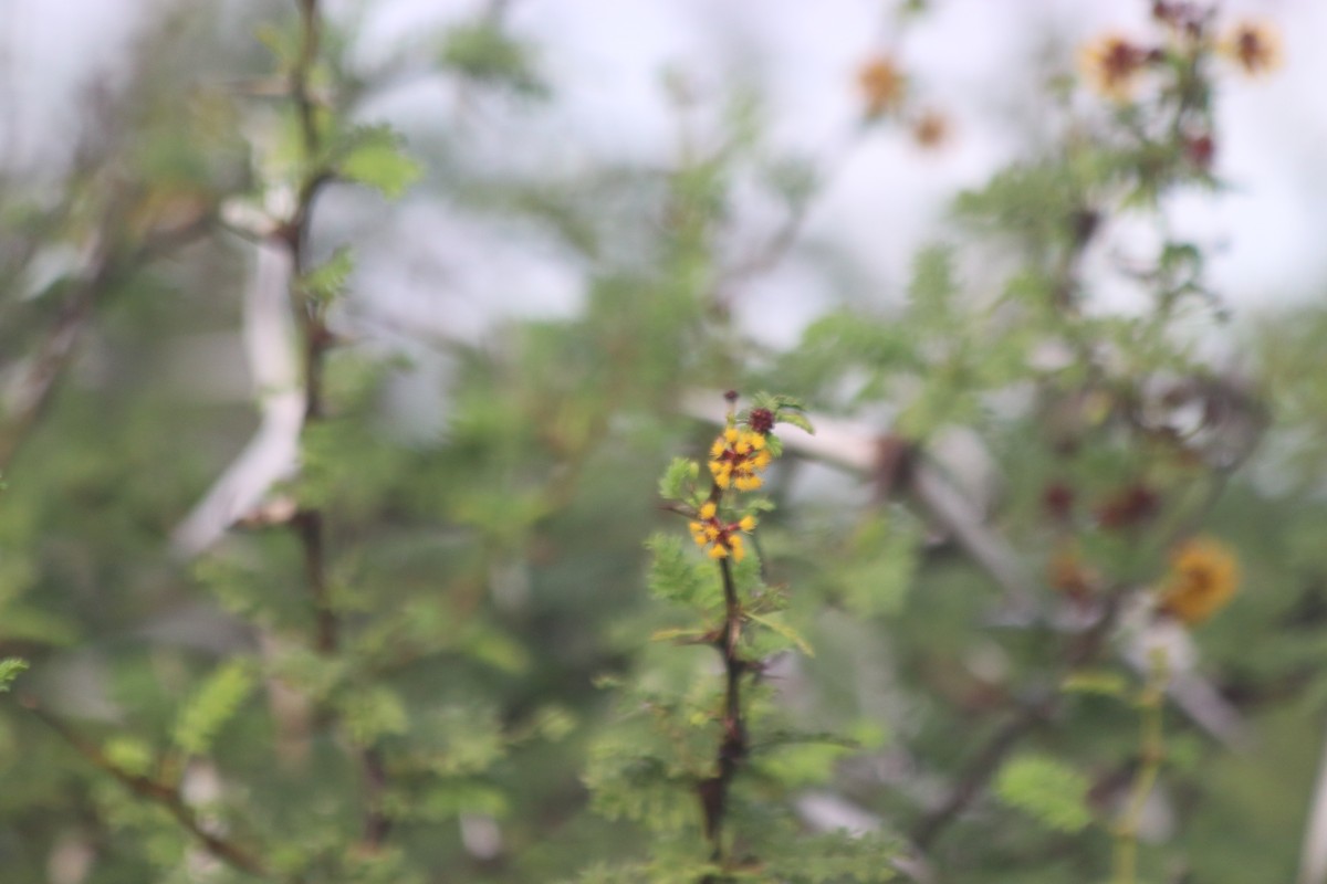 Vachellia eburnea (L.f.) P.J.H.Hurter & Mabb.