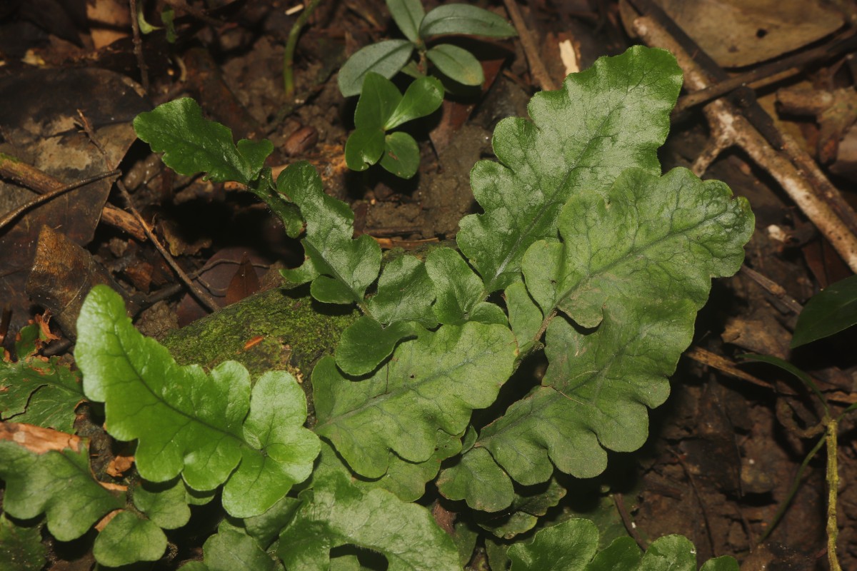 Tectaria zeilanica  (Houtt.) Sledge