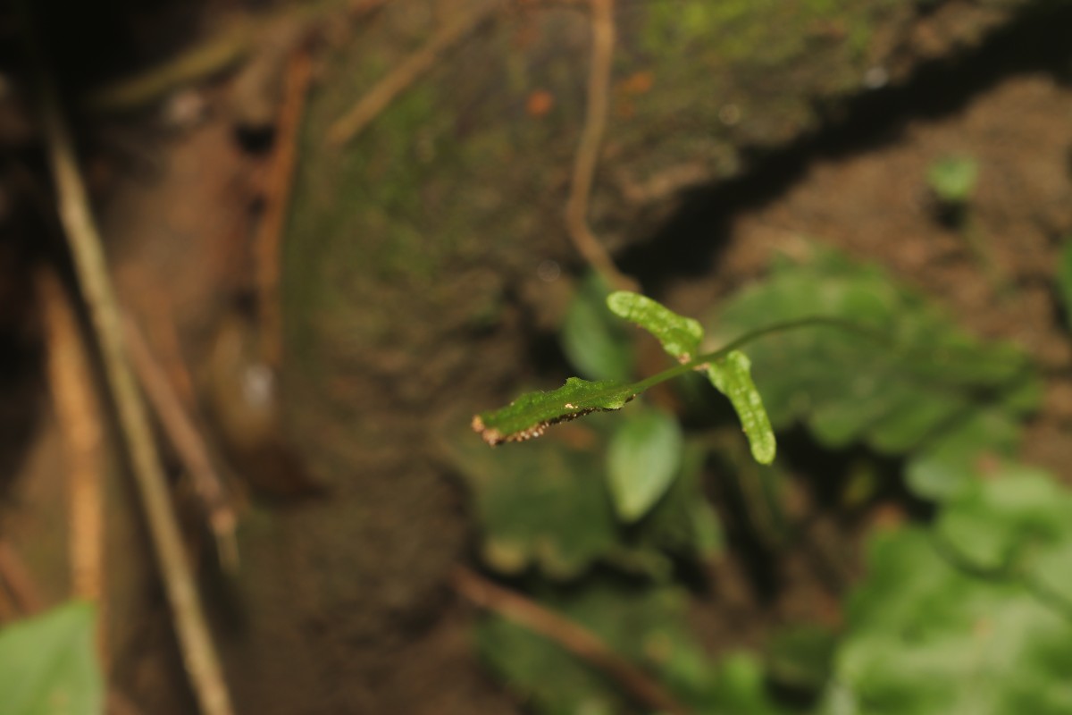 Tectaria zeilanica  (Houtt.) Sledge