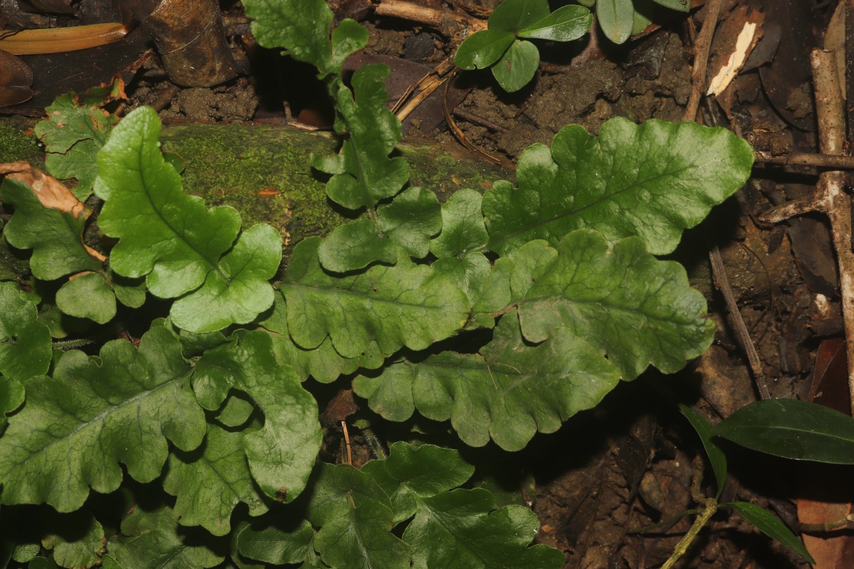 Tectaria zeilanica  (Houtt.) Sledge