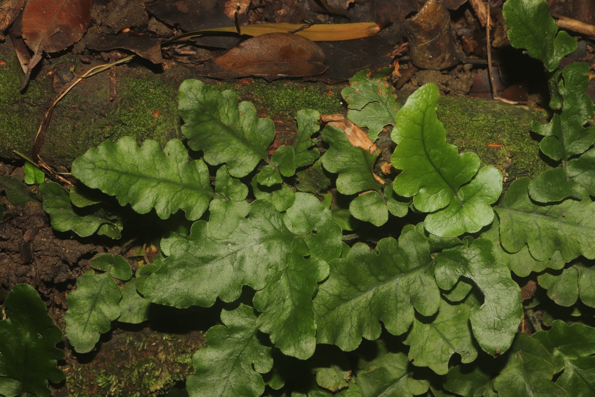 Tectaria zeilanica  (Houtt.) Sledge