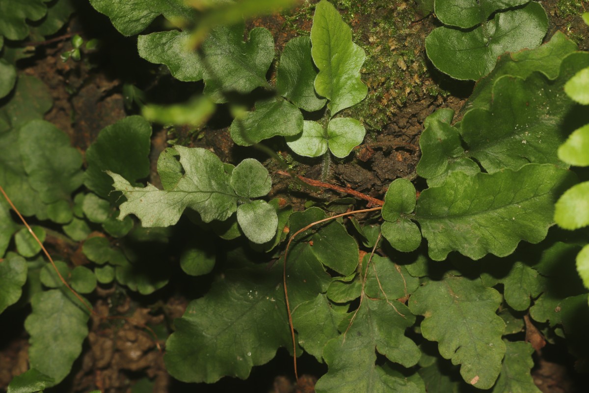 Tectaria zeilanica  (Houtt.) Sledge