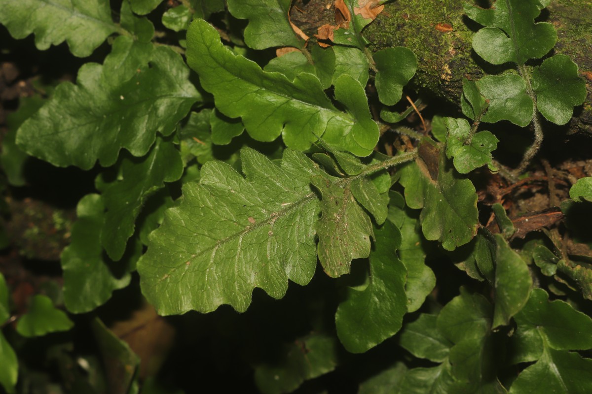 Tectaria zeilanica  (Houtt.) Sledge