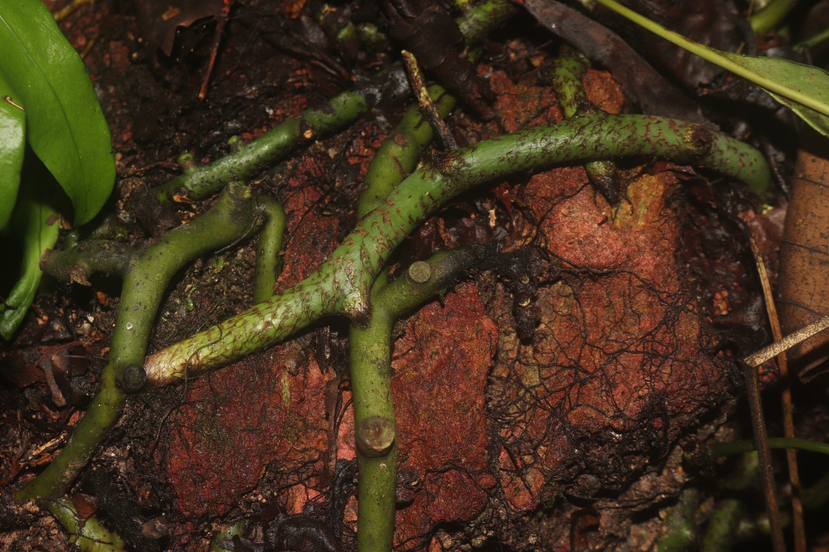 Microsorum scolopendria  (Burm.f) Copel.