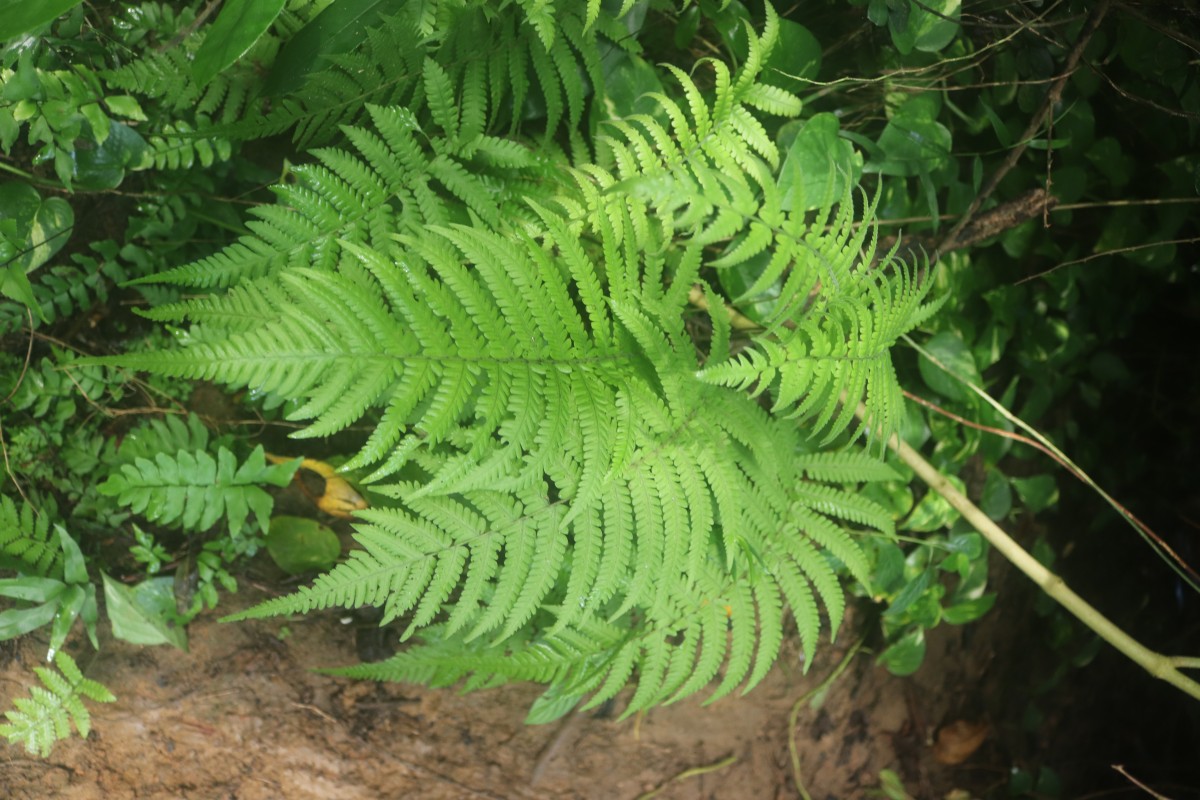 Christella dentata  (Forssk.) Brownsey & Jermy