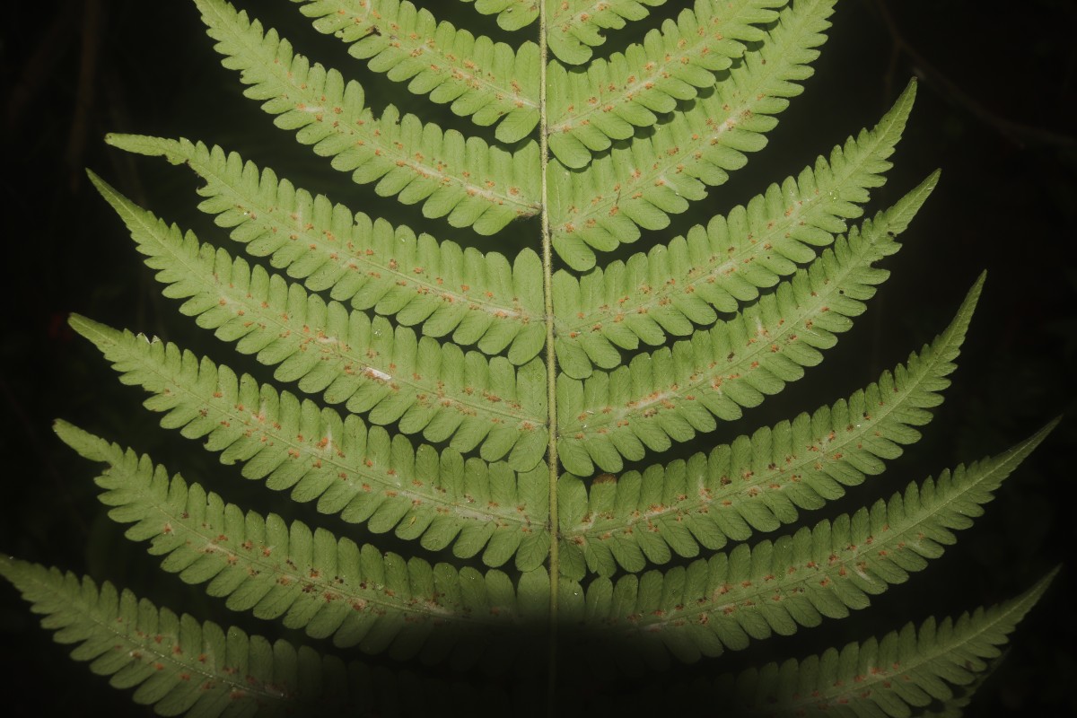 Christella dentata  (Forssk.) Brownsey & Jermy