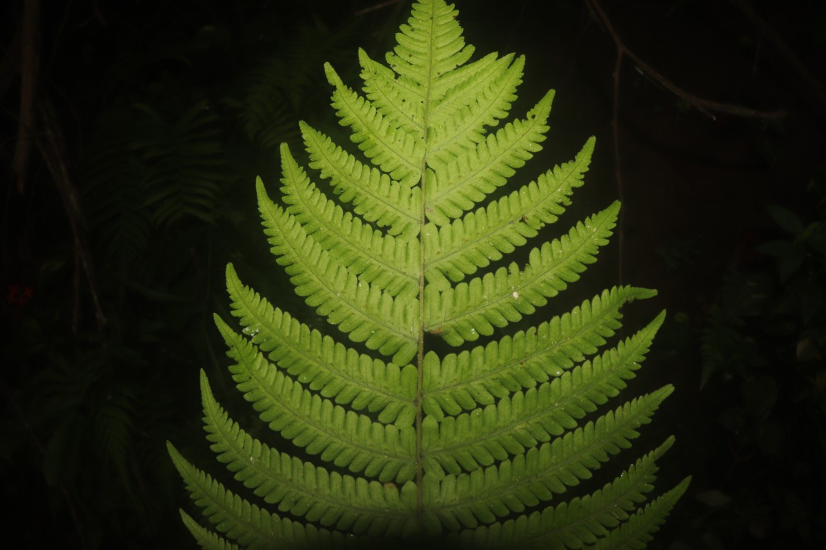 Christella dentata  (Forssk.) Brownsey & Jermy