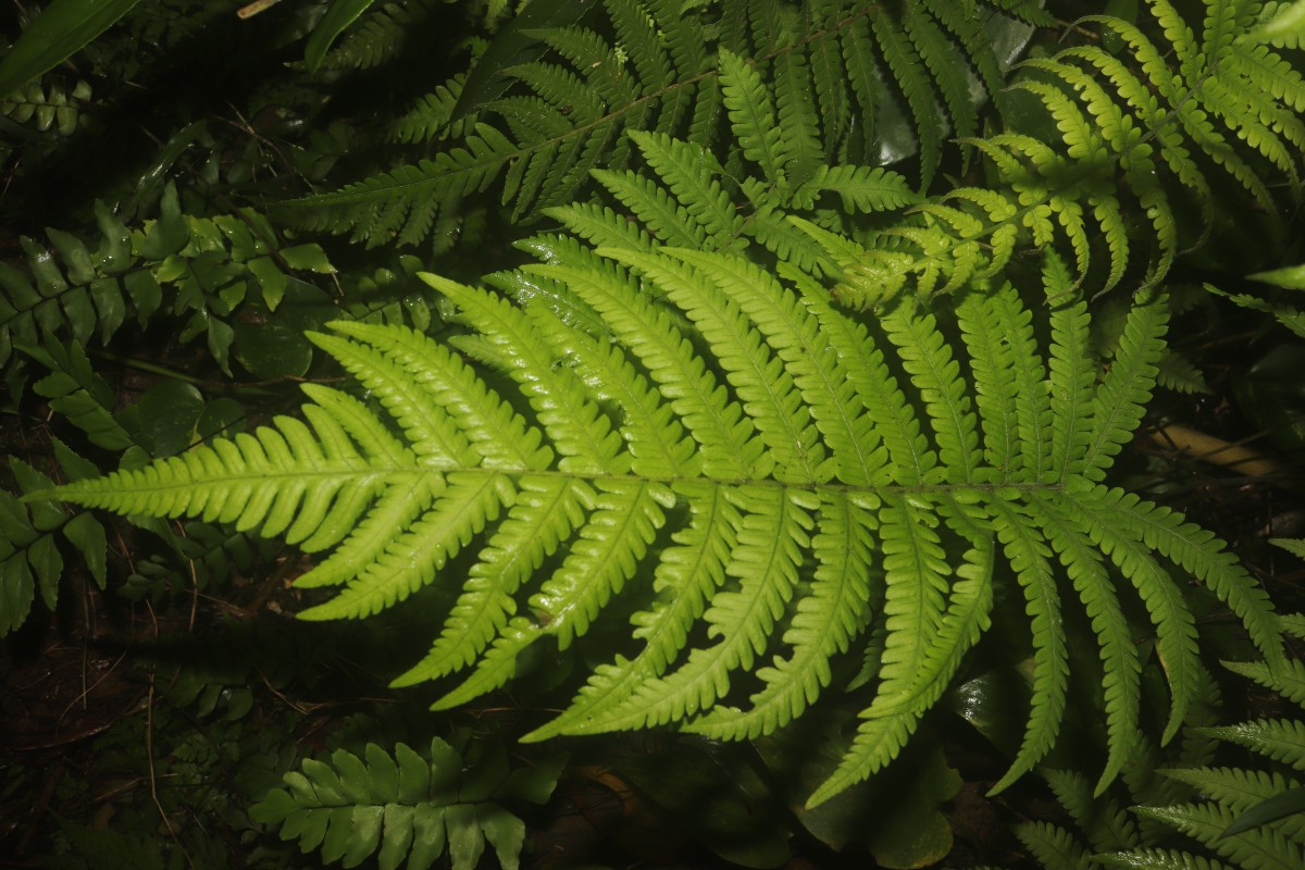 Christella dentata  (Forssk.) Brownsey & Jermy