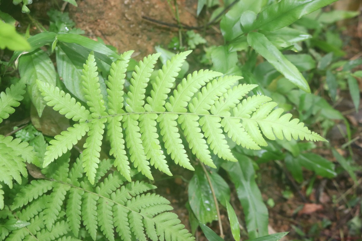 Christella dentata  (Forssk.) Brownsey & Jermy