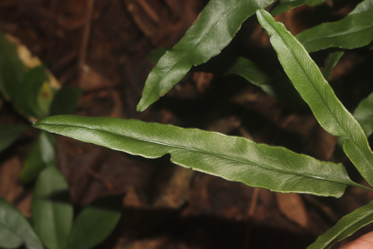 Lindsaea ensifolia  Sw.