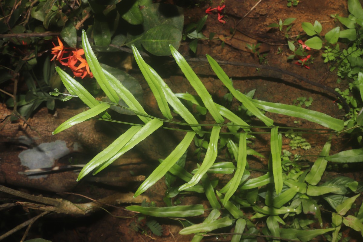 Lindsaea ensifolia  Sw.