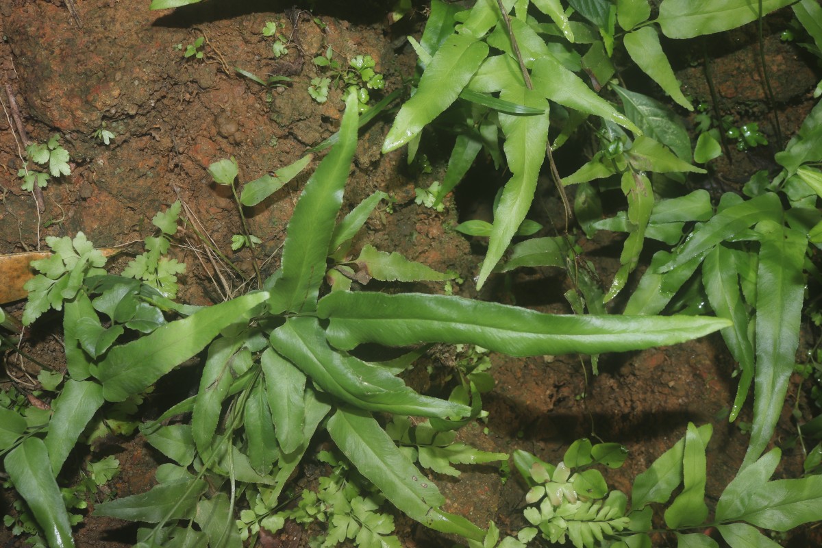 Lindsaea ensifolia  Sw.