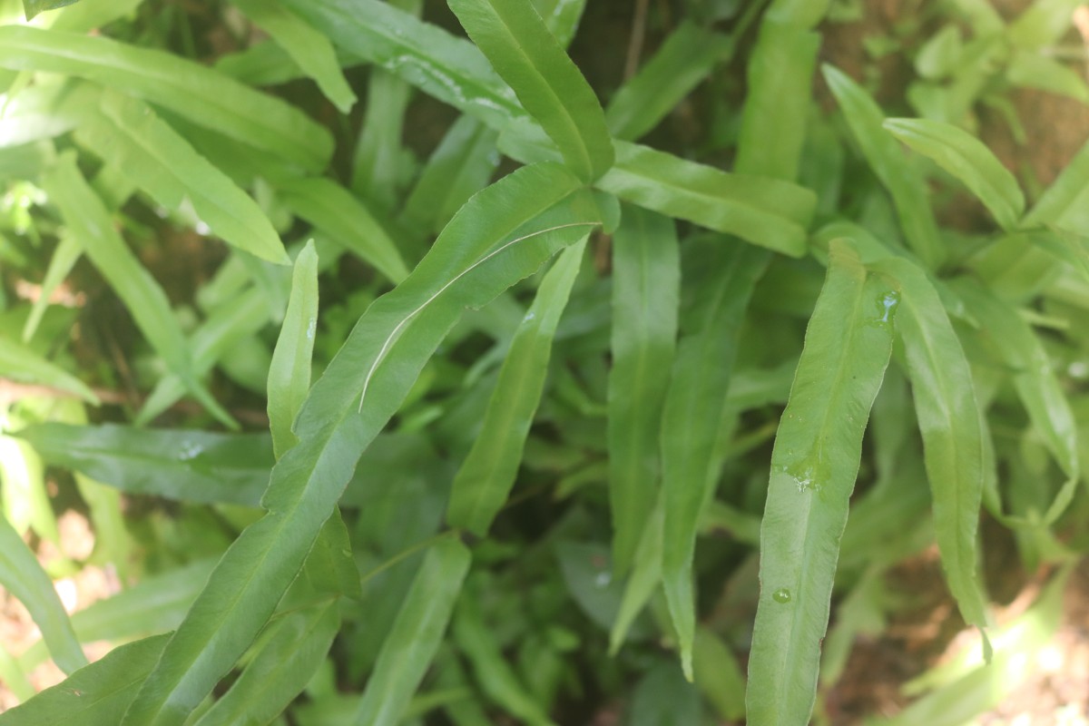 Lindsaea ensifolia  Sw.