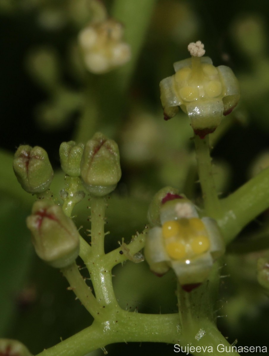 Cyphostemma setosum (Roxb.) Alston