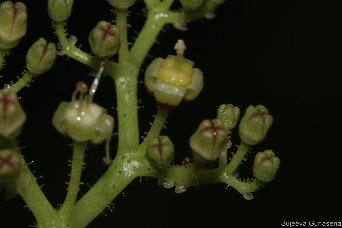 Cyphostemma setosum (Roxb.) Alston