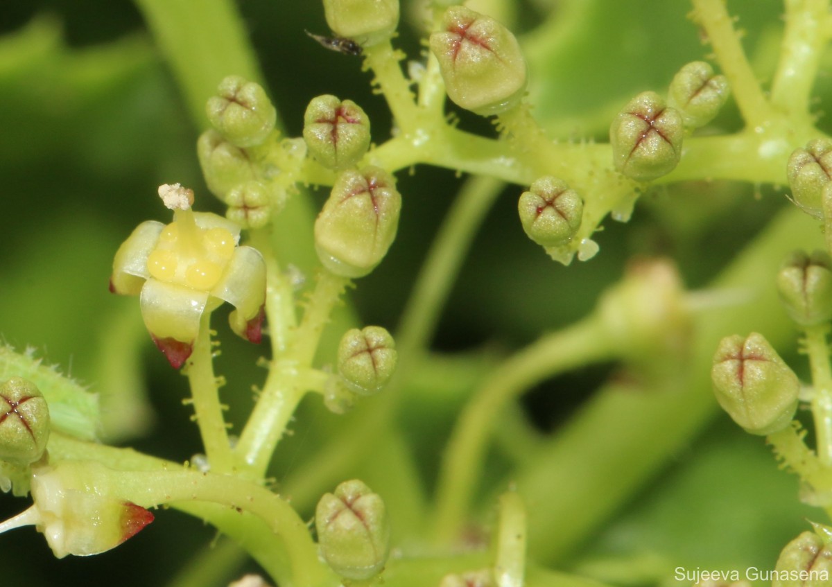 Cyphostemma setosum (Roxb.) Alston