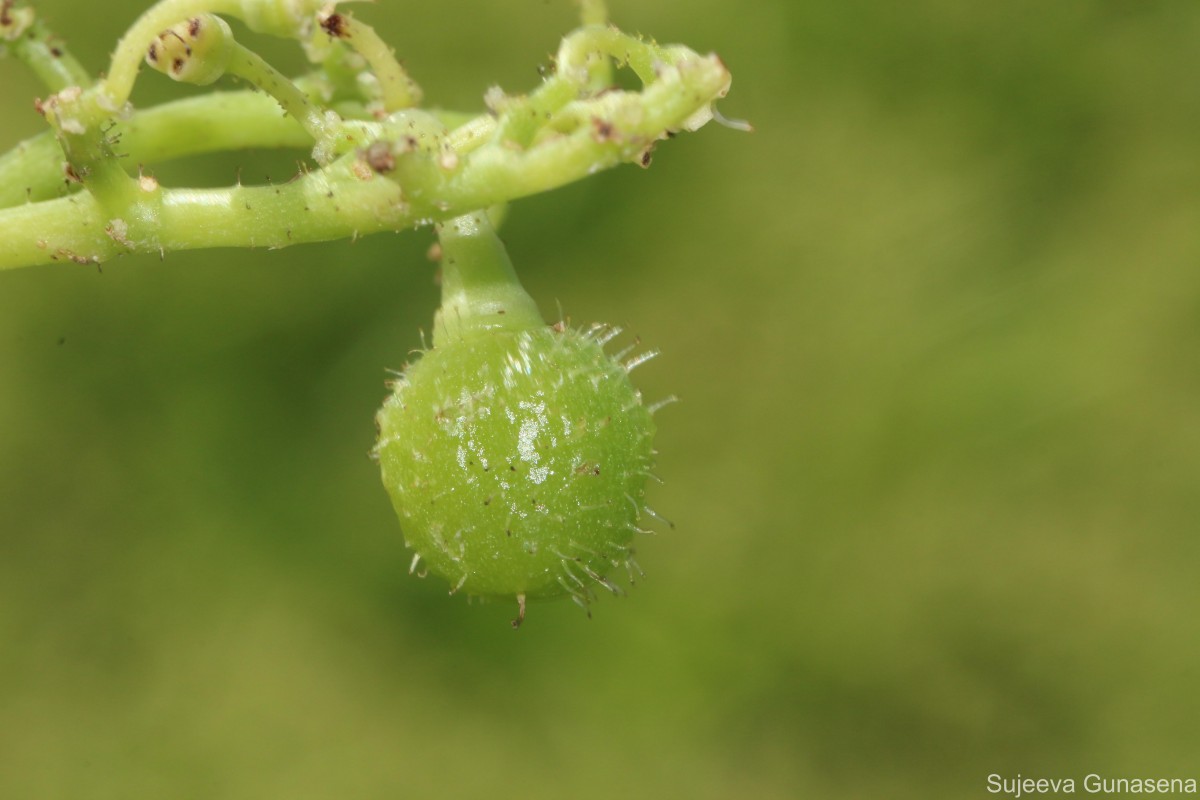 Cyphostemma setosum (Roxb.) Alston