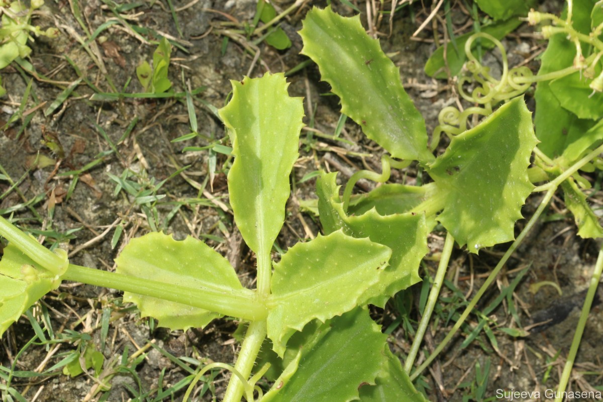 Cyphostemma setosum (Roxb.) Alston