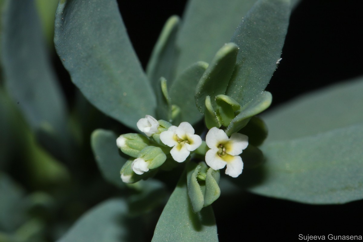 Heliotropium curassavicum L.