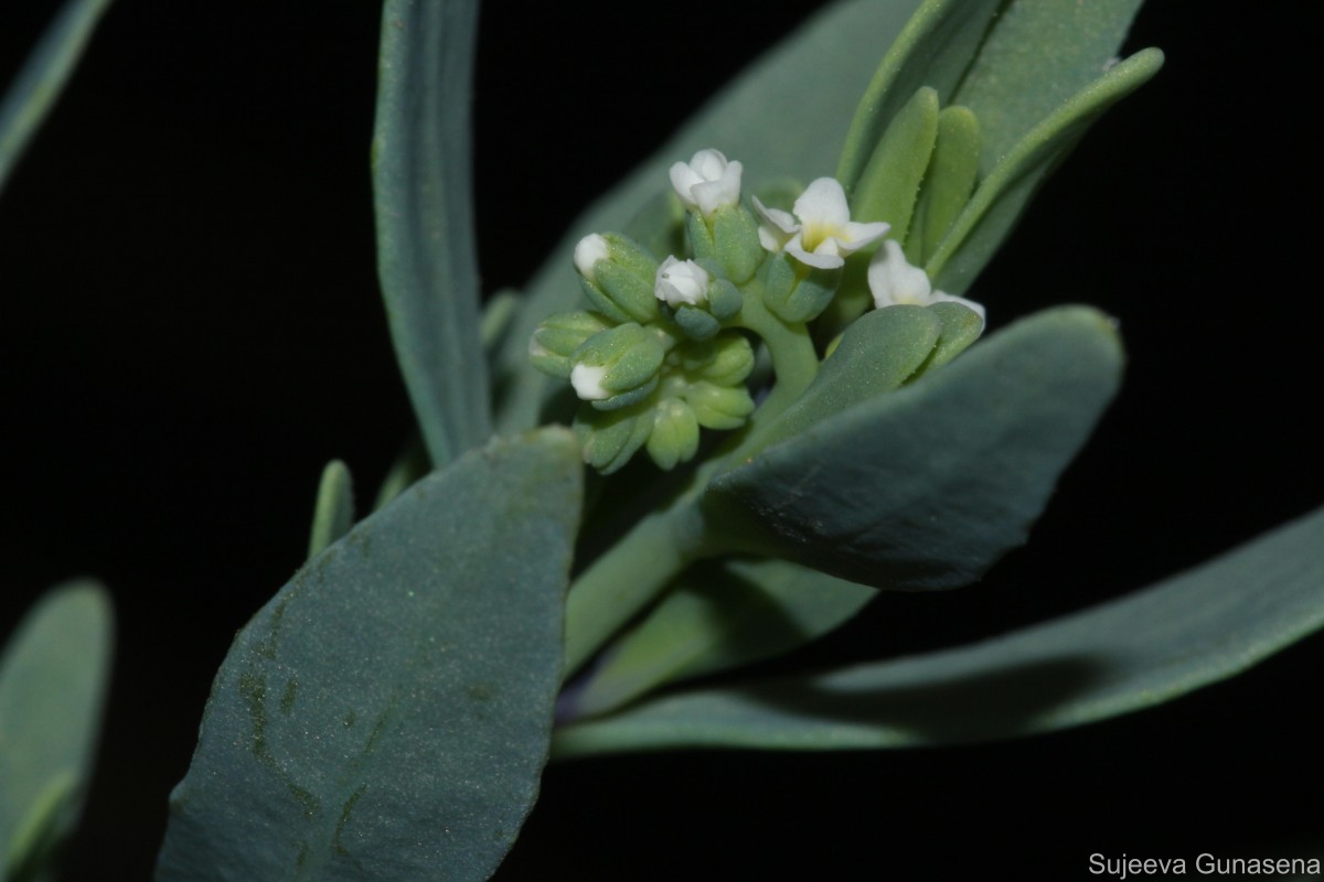 Heliotropium curassavicum L.