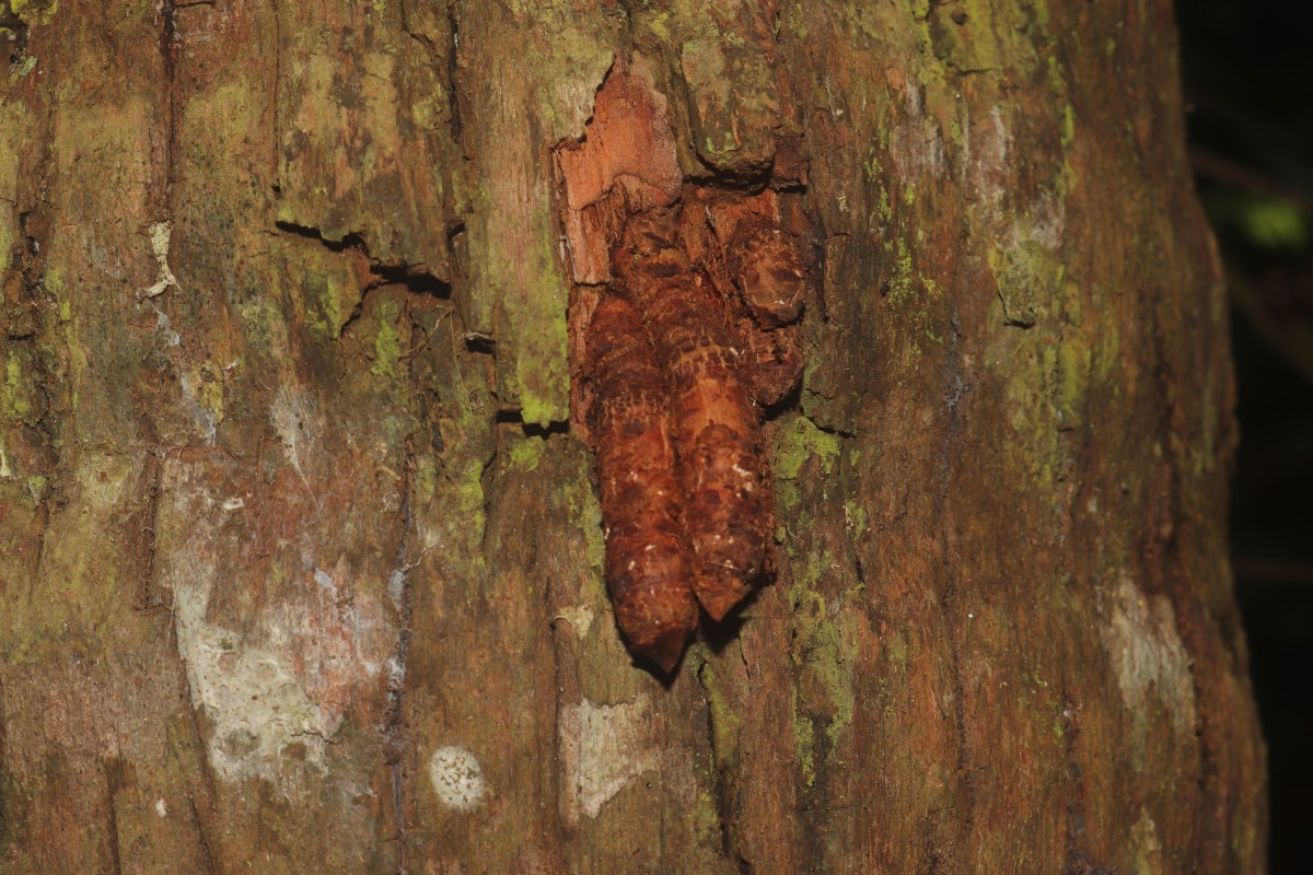 Cocos nucifera L.