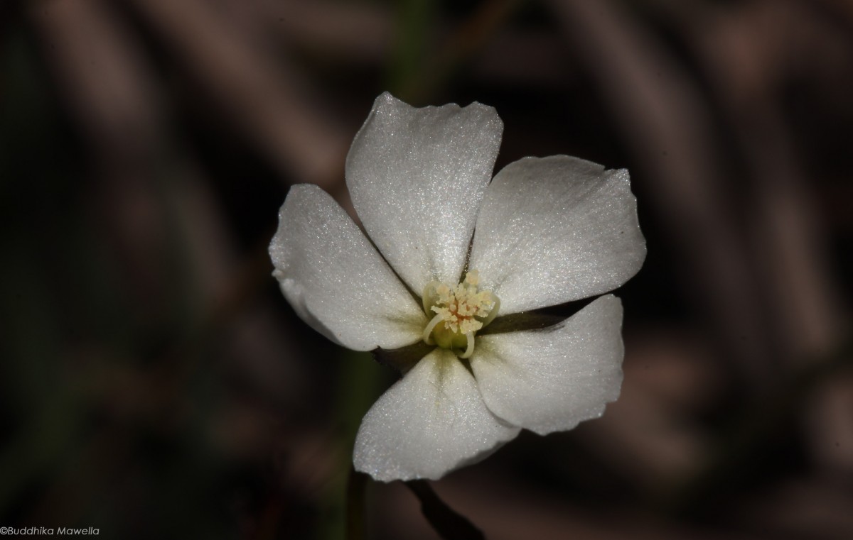 Drosera lunata Buch.-Ham. ex DC.