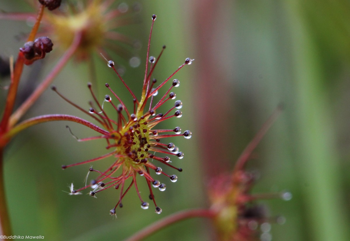 Drosera lunata Buch.-Ham. ex DC.