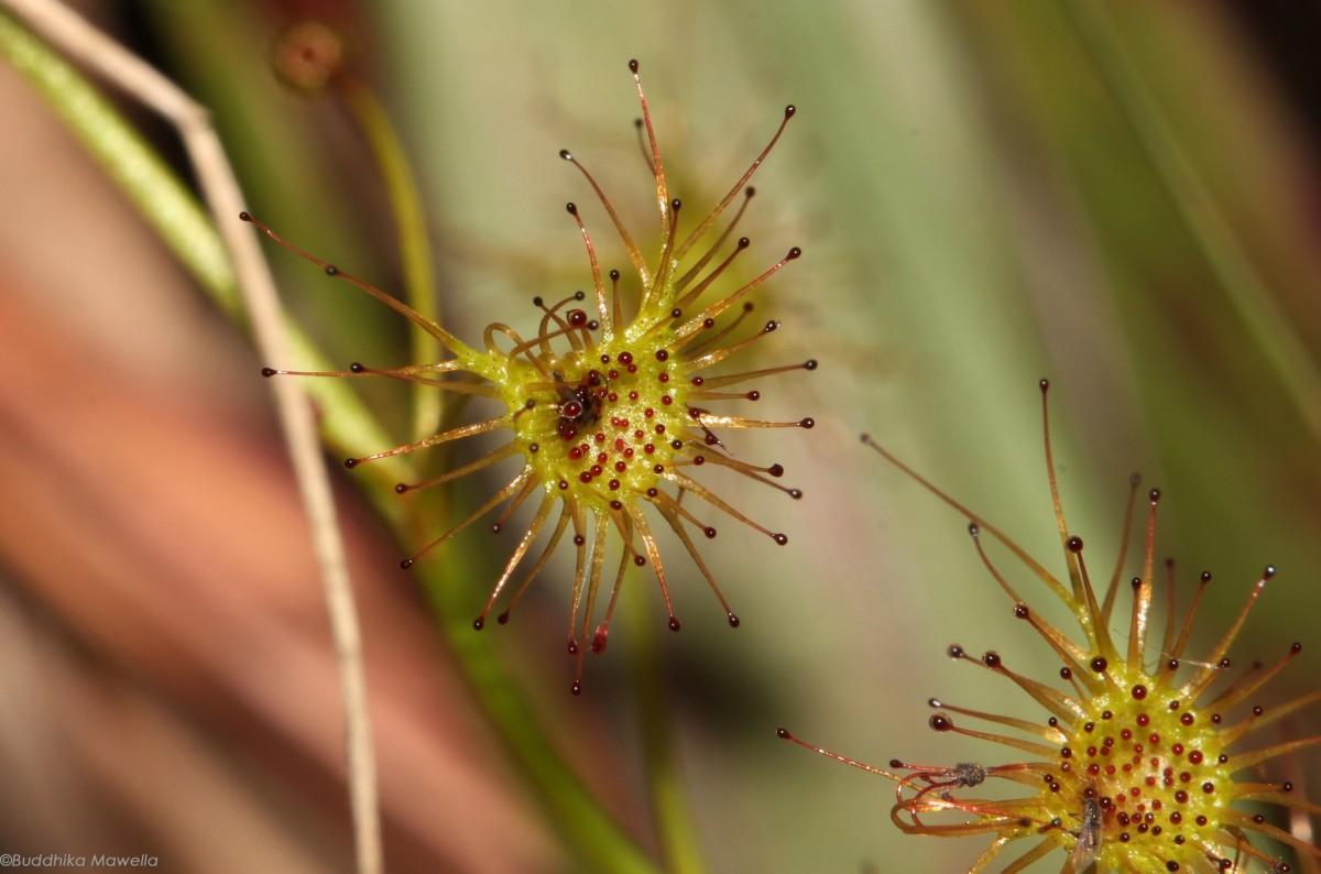 Drosera lunata Buch.-Ham. ex DC.