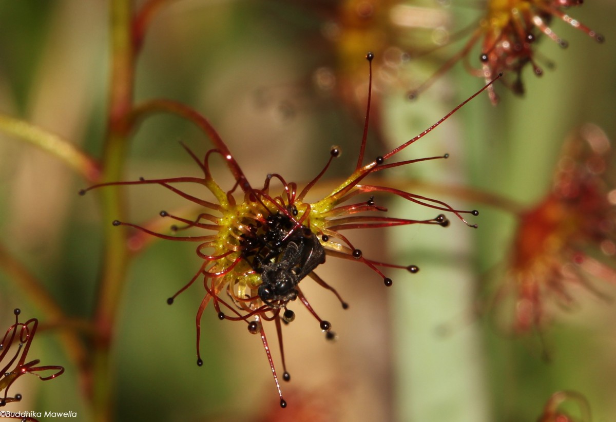 Drosera lunata Buch.-Ham. ex DC.