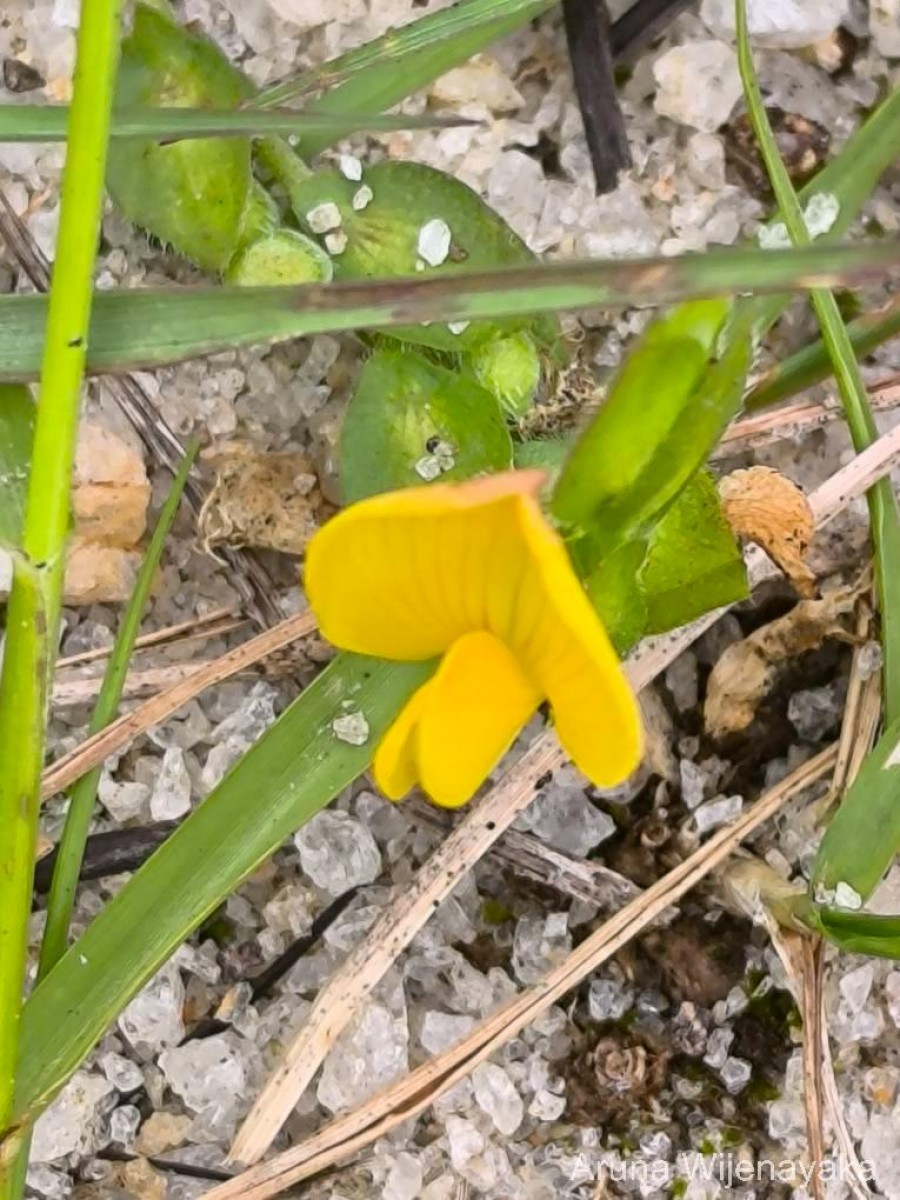 Zornia diphylla (L.) Pers.