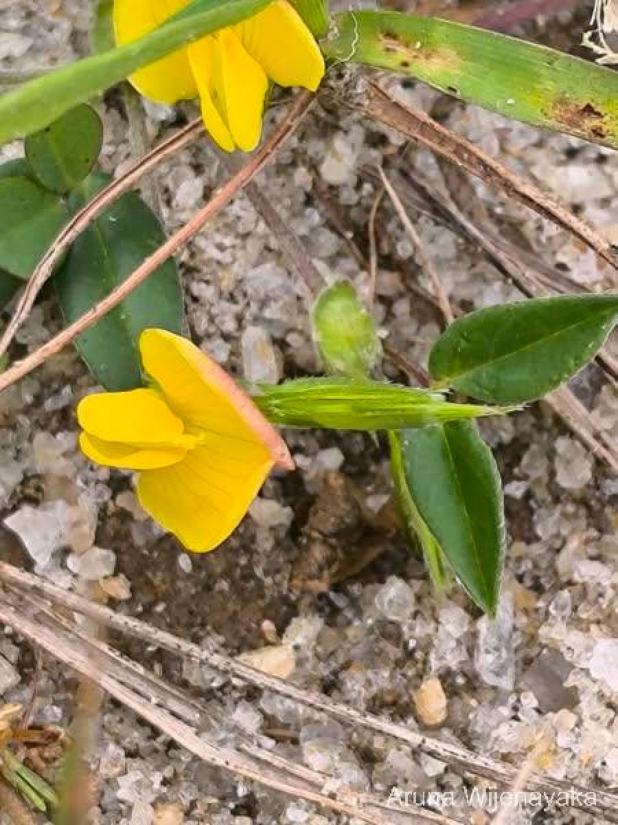 Zornia diphylla (L.) Pers.