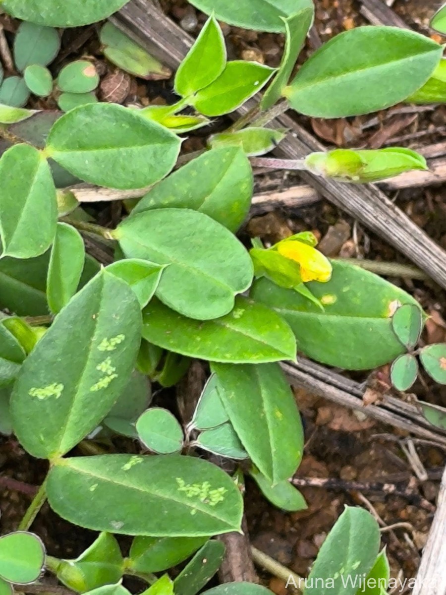 Zornia diphylla (L.) Pers.