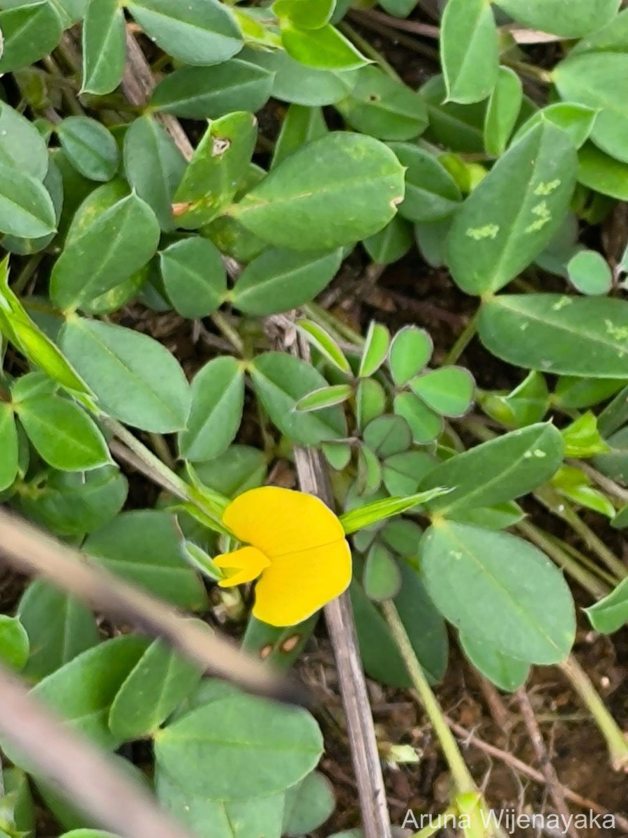 Zornia diphylla (L.) Pers.