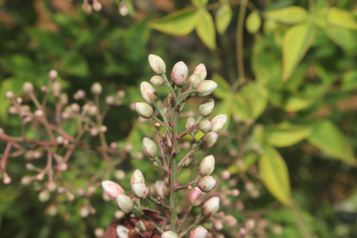 Nandina domestica Thunb.