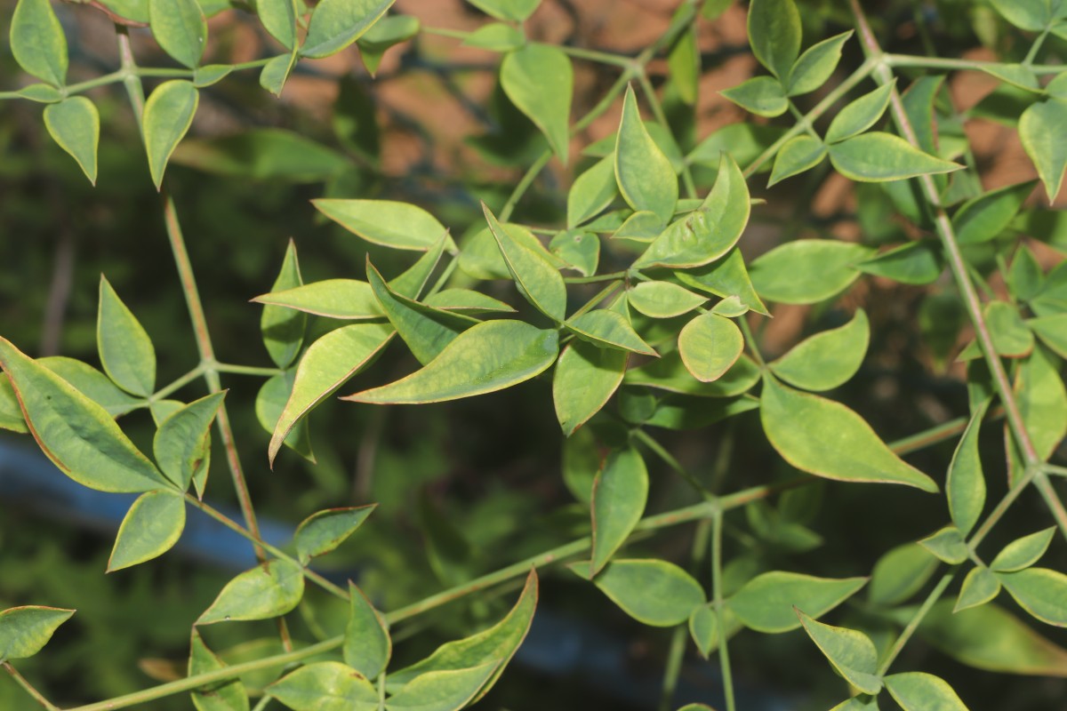 Nandina domestica Thunb.