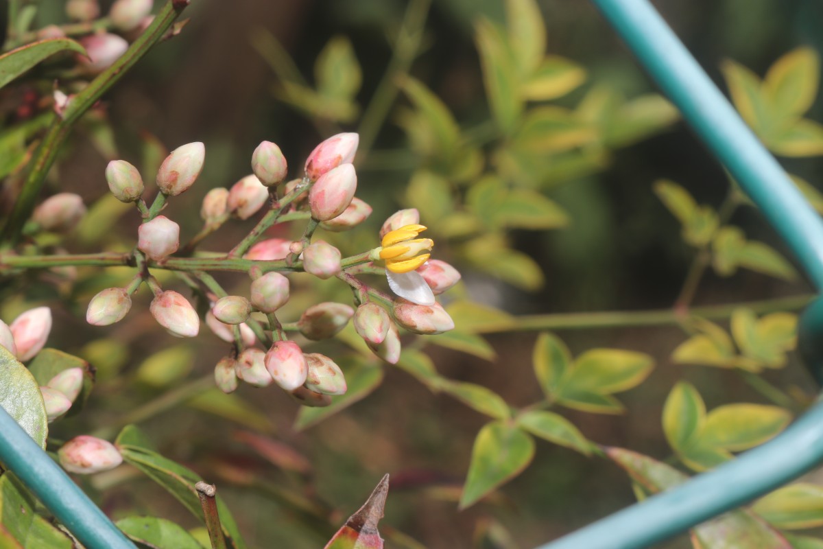 Nandina domestica Thunb.