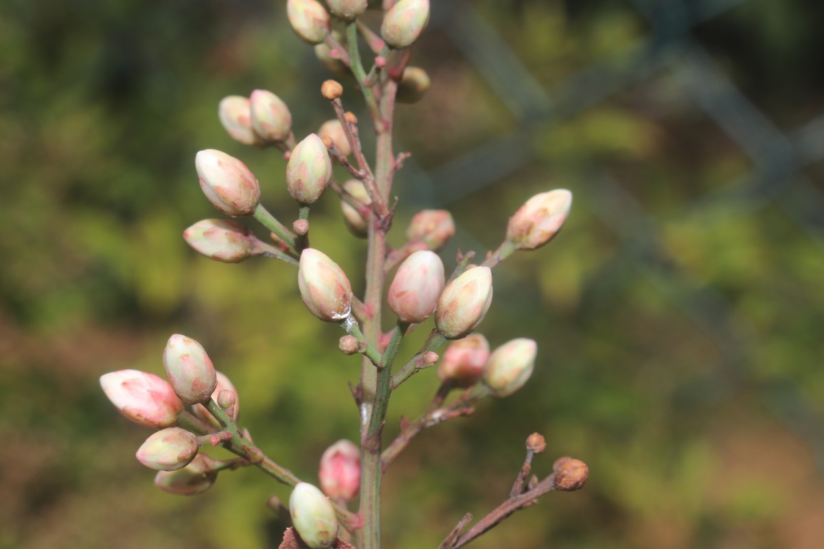 Nandina domestica Thunb.