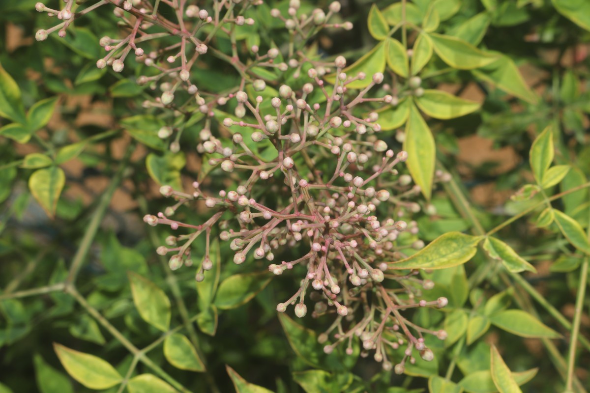 Nandina domestica Thunb.