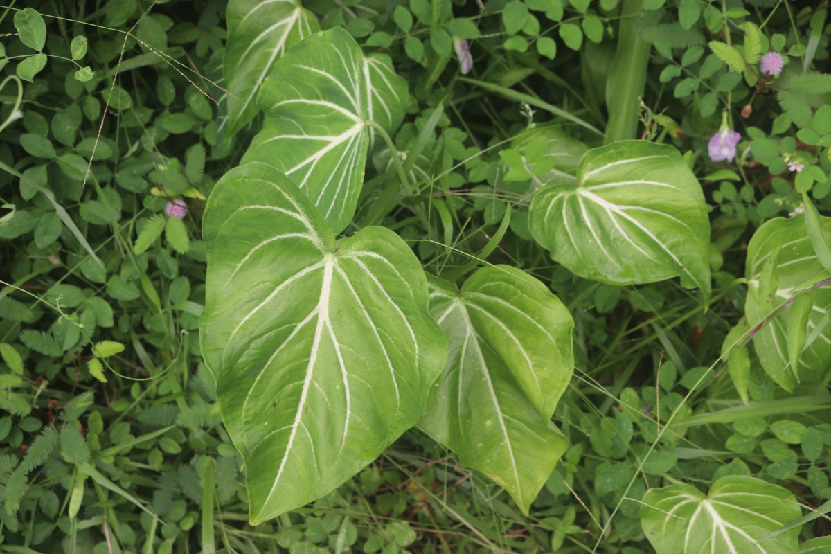 Caladium schomburgkii Schott