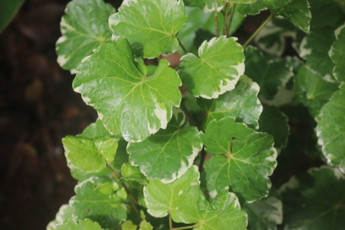 Polyscias scutellaria (Burm.f.) Fosberg