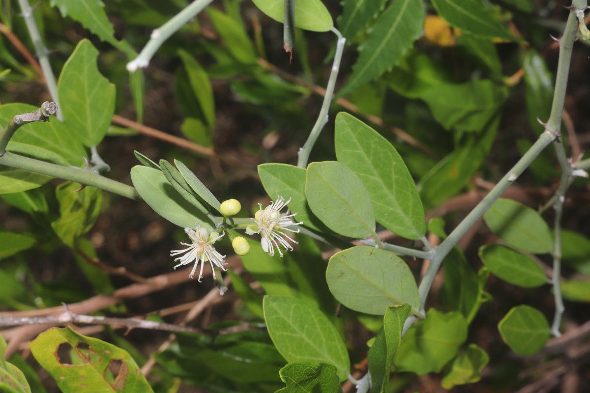 Capparis sepiaria L.