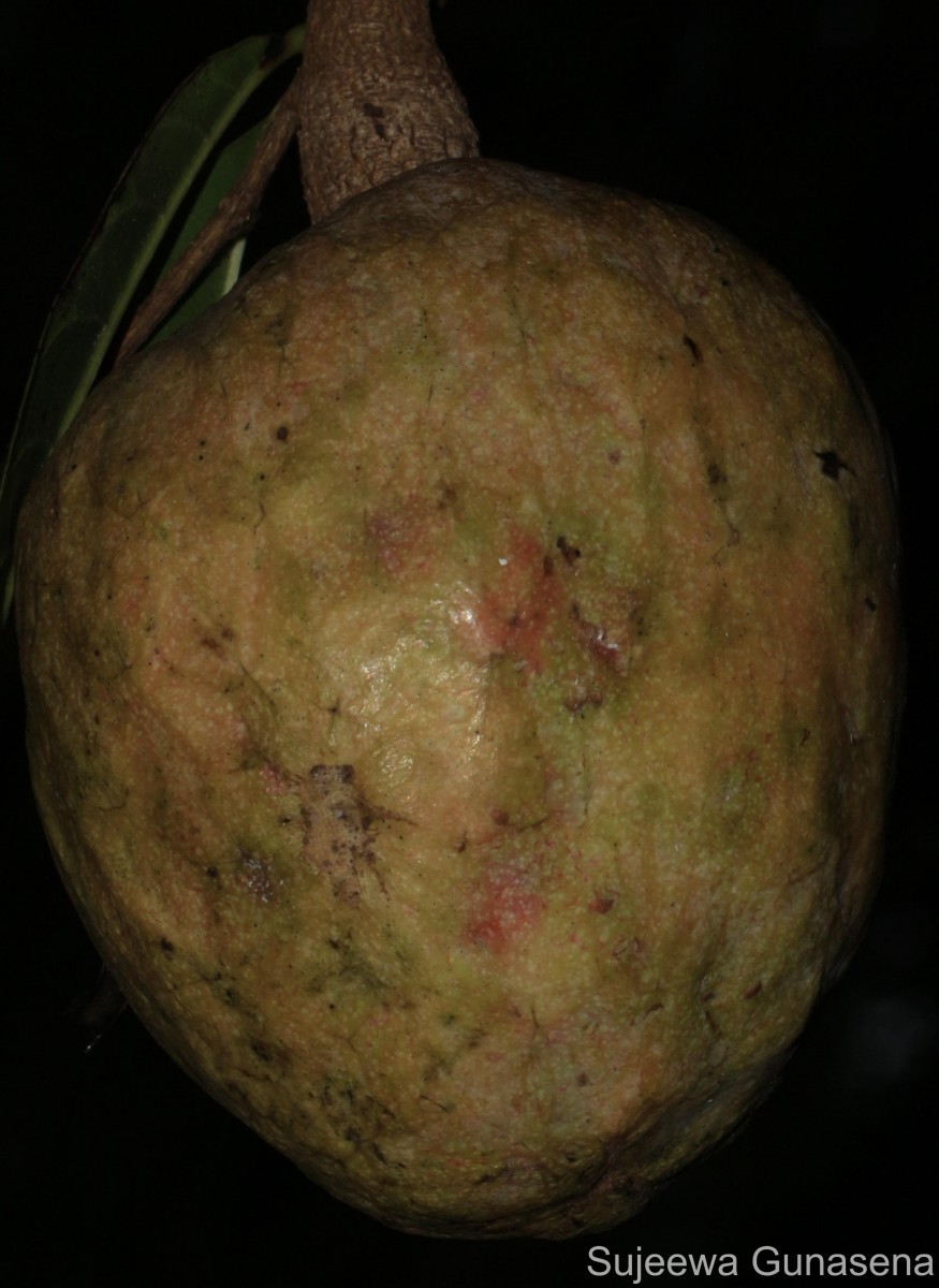 Annona reticulata L.