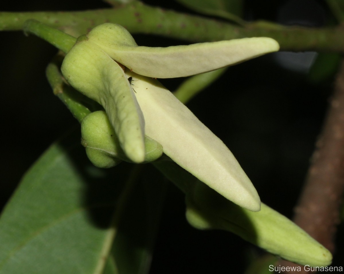 Annona reticulata L.