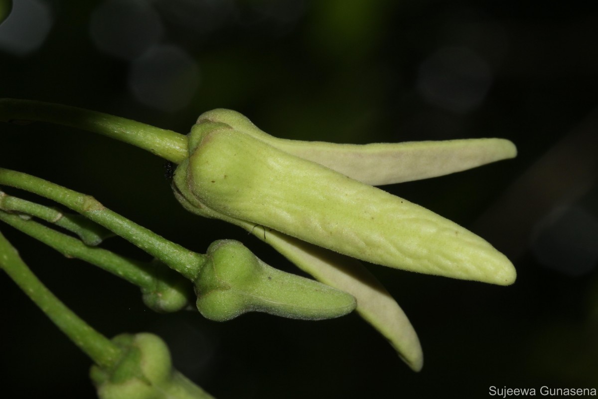 Annona reticulata L.