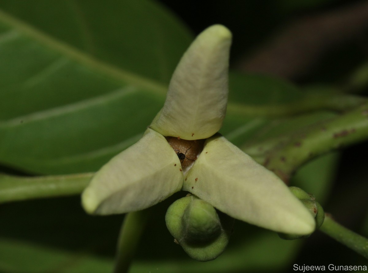 Annona reticulata L.