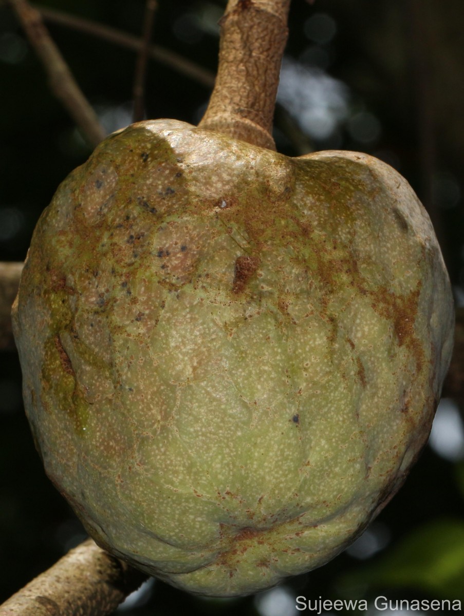 Annona reticulata L.