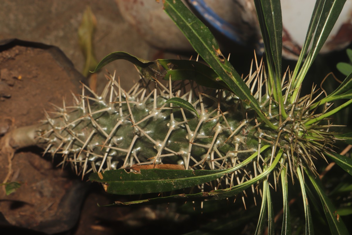 Pachypodium sp.