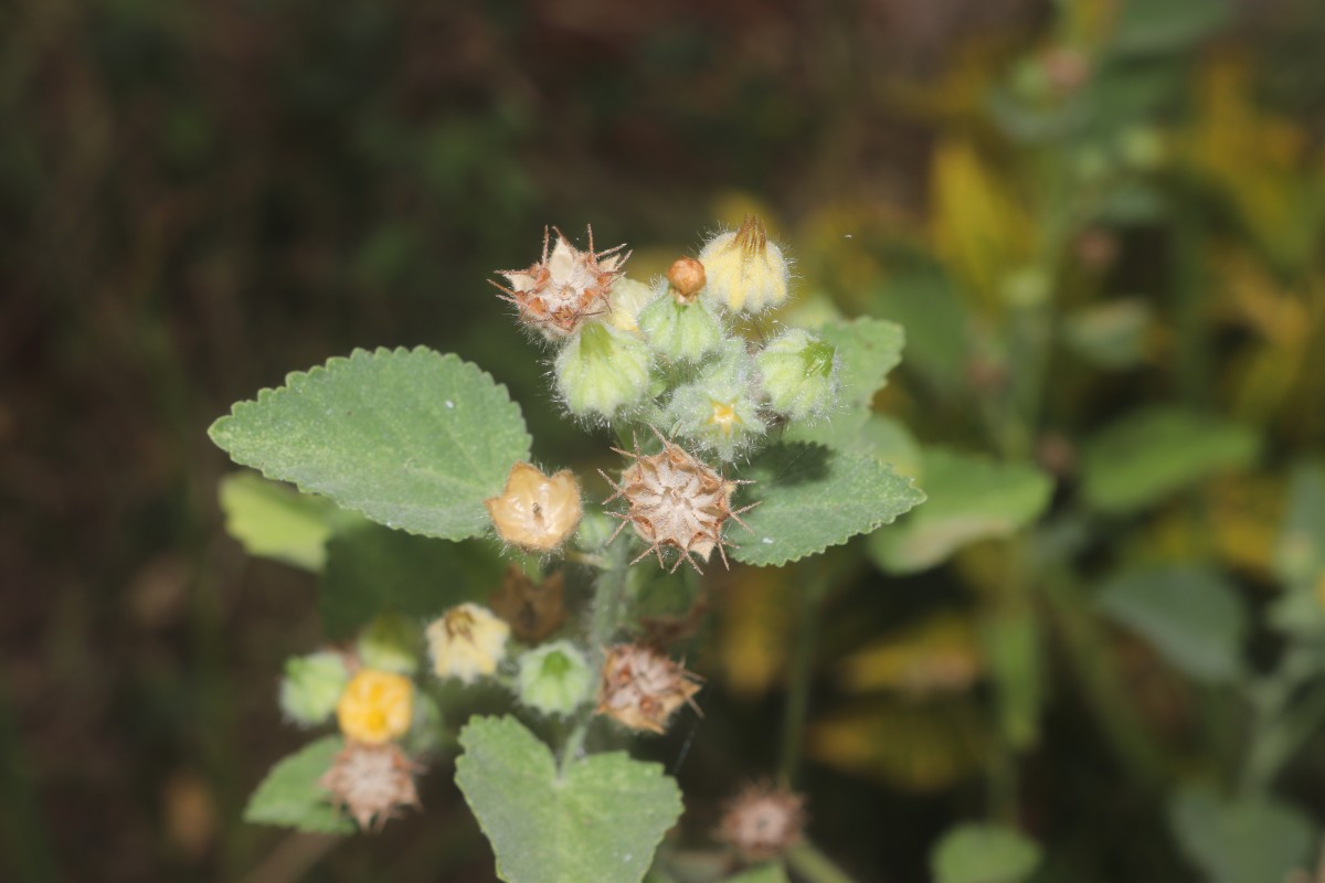 Sida cordifolia L.